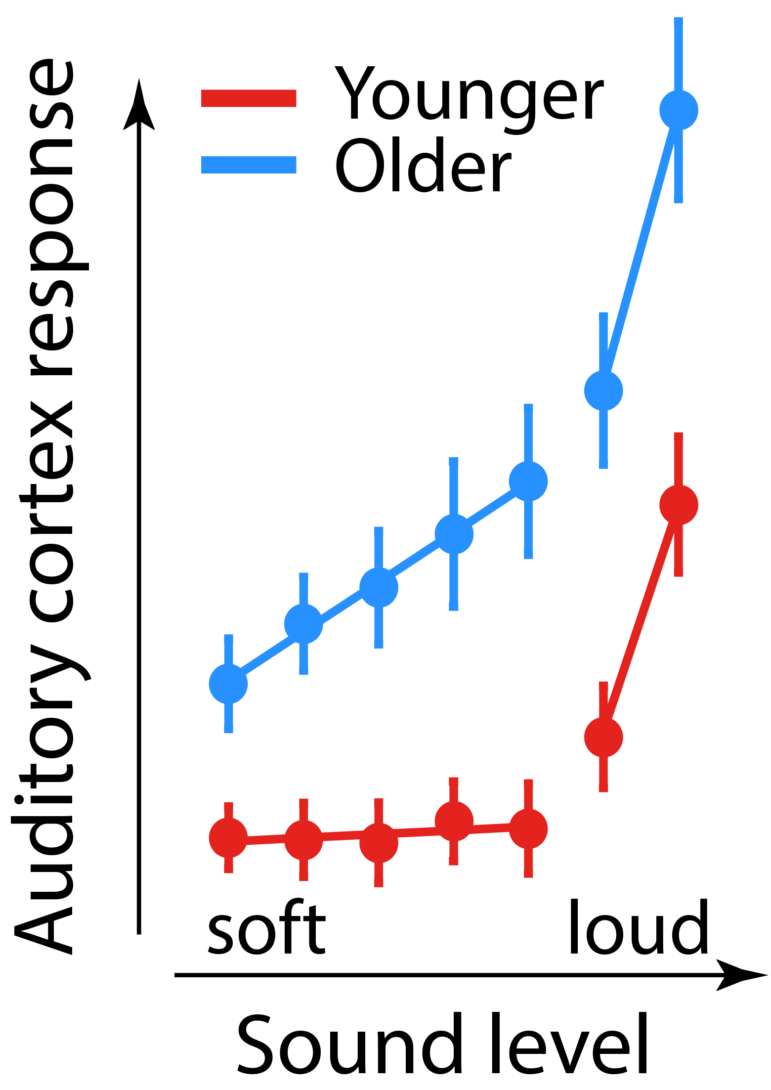 The findings the study are plotted on a line graph. 'Sound level' is on the x-axis and the 'Auditory Cortex Response' is on the y-axis. There are four lines on the graph: 2 in blue indicating older people and 2 in red indicating younger people. The lines show that young norma-hearing people are sensitive to loud sounds at the cost of missing soft sounds, whereas older people are sensitive to soft and loud sounds.