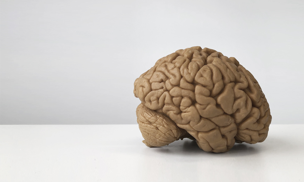 brain model