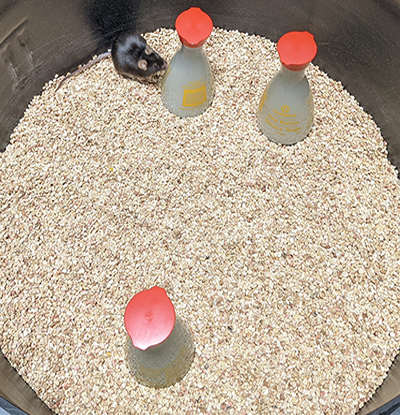 Mouse test with 3 objects