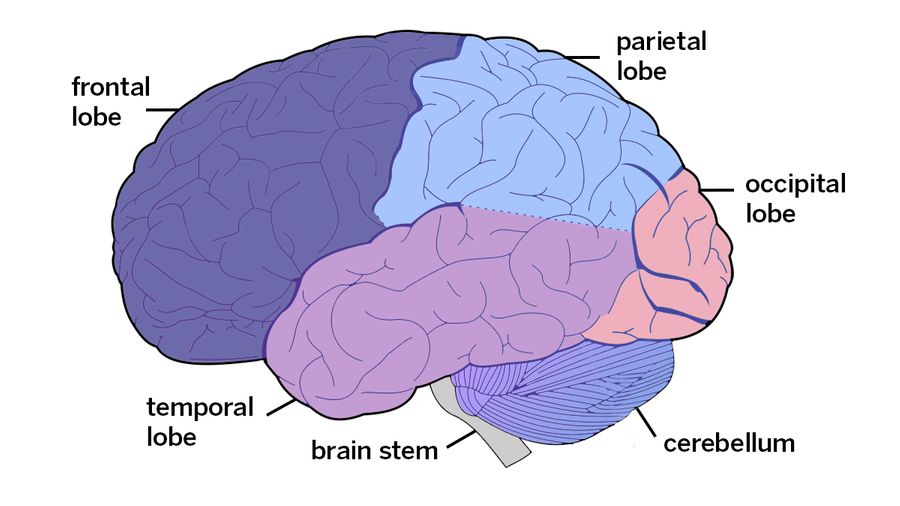 Diagram of the brain