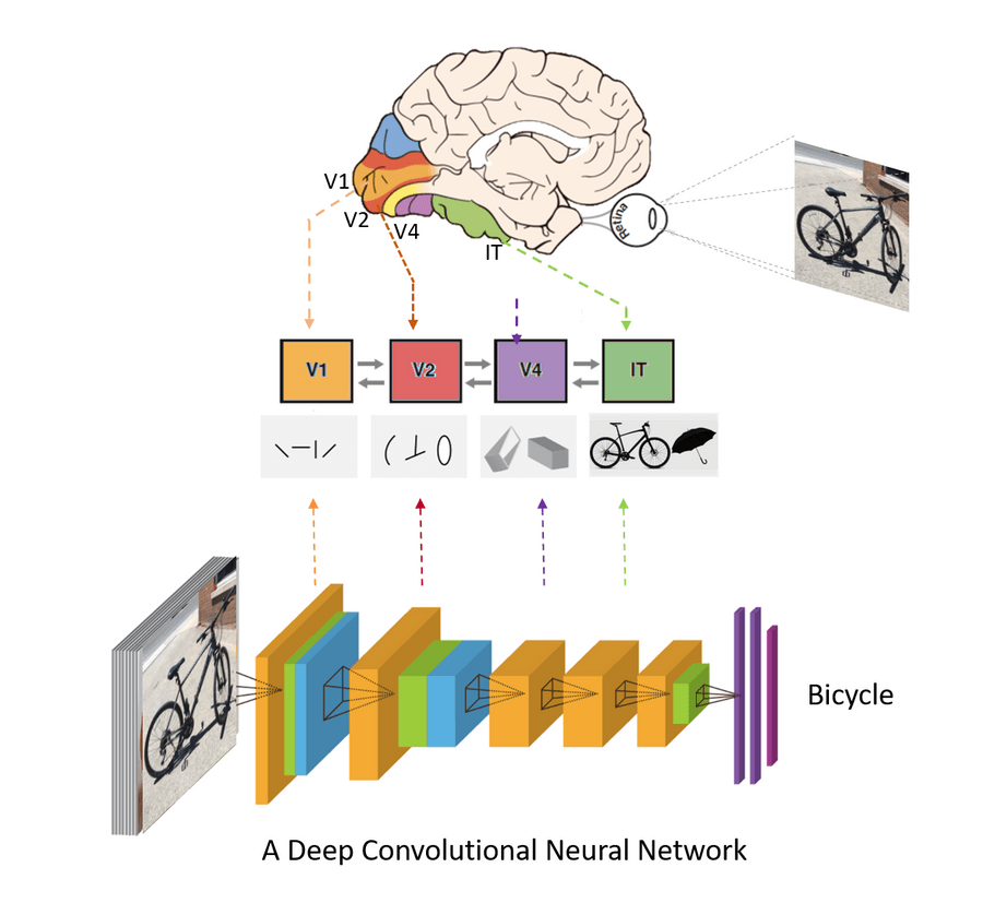 AI - Brain and Deep Network Correspondances